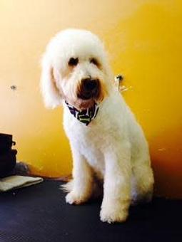 Product - Family Companion Pet Salon in Smithfield, RI Pet Boarding & Grooming