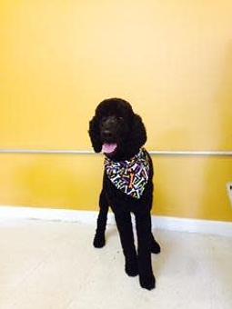 Product - Family Companion Pet Salon in Smithfield, RI Pet Boarding & Grooming