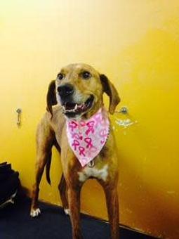 Product - Family Companion Pet Salon in Smithfield, RI Pet Boarding & Grooming