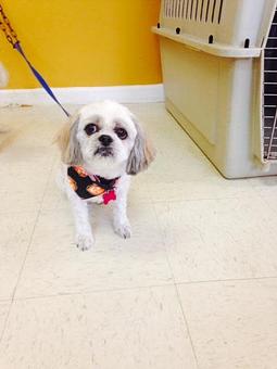 Product - Family Companion Pet Salon in Smithfield, RI Pet Boarding & Grooming