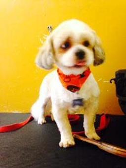 Product - Family Companion Pet Salon in Smithfield, RI Pet Boarding & Grooming