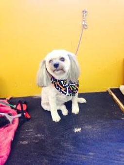Product - Family Companion Pet Salon in Smithfield, RI Pet Boarding & Grooming