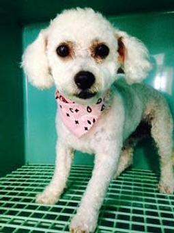 Product - Family Companion Pet Salon in Smithfield, RI Pet Boarding & Grooming