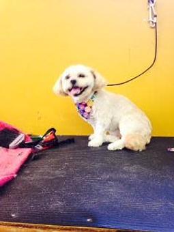 Product - Family Companion Pet Salon in Smithfield, RI Pet Boarding & Grooming