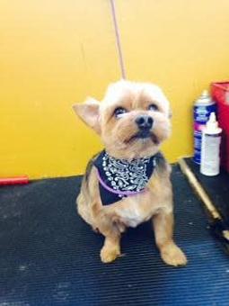 Product - Family Companion Pet Salon in Smithfield, RI Pet Boarding & Grooming