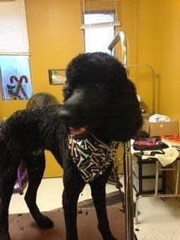 Product - Family Companion Pet Salon in Smithfield, RI Pet Boarding & Grooming
