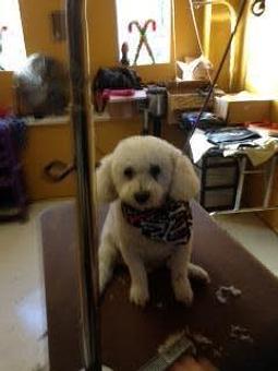 Product - Family Companion Pet Salon in Smithfield, RI Pet Boarding & Grooming