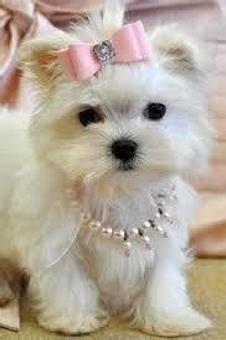 Product - Fancy Paws Boutique & Pet Styling in Corpus Christi, TX Pet Boarding & Grooming