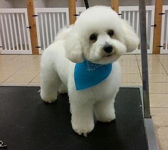 Product - Fancy Paws Boutique & Pet Styling in Corpus Christi, TX Pet Boarding & Grooming