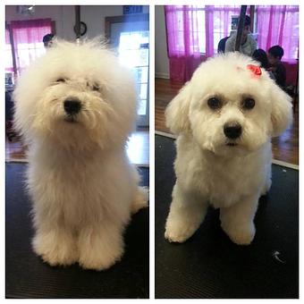 Product - Fancy Paws Boutique & Pet Styling in Corpus Christi, TX Pet Boarding & Grooming