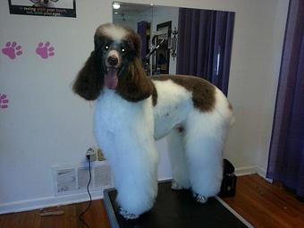 Product - Fancy Paws Boutique & Pet Styling in Corpus Christi, TX Pet Boarding & Grooming