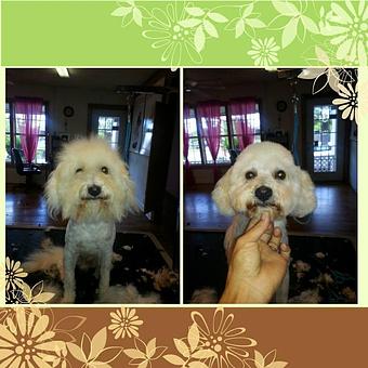 Product - Fancy Paws Boutique & Pet Styling in Corpus Christi, TX Pet Boarding & Grooming