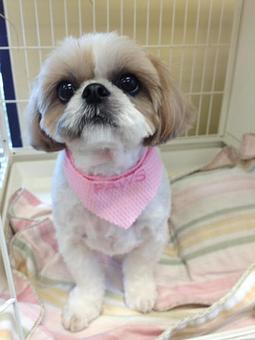 Product - Fancy Paws Spa in Bluffton, SC Pet Boarding & Grooming