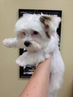 Product - Fancy Paws Spa in Bluffton, SC Pet Boarding & Grooming