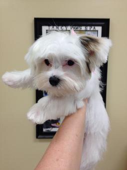 Product - Fancy Paws Spa in Bluffton, SC Pet Boarding & Grooming