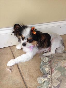 Product - Fancy Paws Spa in Bluffton, SC Pet Boarding & Grooming