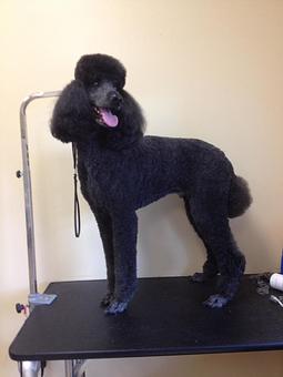 Product - Fancy Paws Spa in Bluffton, SC Pet Boarding & Grooming