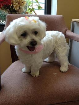 Product - Fancy Paws Spa in Bluffton, SC Pet Boarding & Grooming