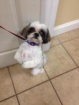 Product - Fancy Paws Spa in Bluffton, SC Pet Boarding & Grooming