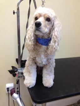 Product - Fancy Paws Spa in Bluffton, SC Pet Boarding & Grooming