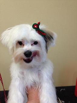 Product - Fancy Paws Spa in Bluffton, SC Pet Boarding & Grooming