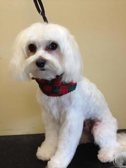 Product - Fancy Paws Spa in Bluffton, SC Pet Boarding & Grooming