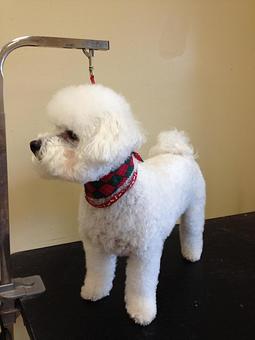 Product - Fancy Paws Spa in Bluffton, SC Pet Boarding & Grooming