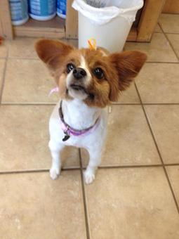 Product - Fancy Paws Spa in Bluffton, SC Pet Boarding & Grooming