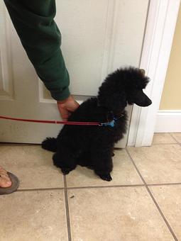 Product - Fancy Paws Spa in Bluffton, SC Pet Boarding & Grooming
