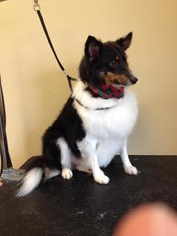 Product - Fancy Paws Spa in Bluffton, SC Pet Boarding & Grooming