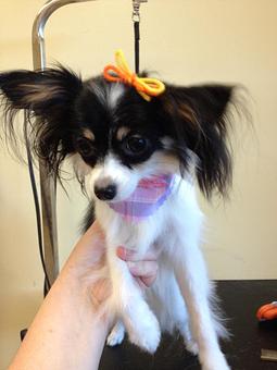 Product - Fancy Paws Spa in Bluffton, SC Pet Boarding & Grooming