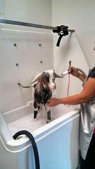 Product - Feldspar Pet Spa in Davis, CA Pet Boarding & Grooming