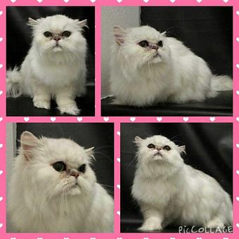 Product - Feline Fabulous in Plaza Midwood / Near CPCC - Charlotte, NC Pet Care Services