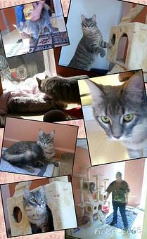 Product - Feline Fabulous in Plaza Midwood / Near CPCC - Charlotte, NC Pet Care Services