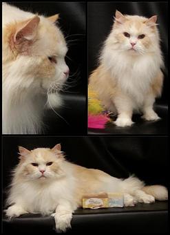 Product - Feline Fabulous in Plaza Midwood / Near CPCC - Charlotte, NC Pet Care Services