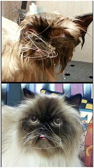 Product - Feline Fabulous in Plaza Midwood / Near CPCC - Charlotte, NC Pet Care Services