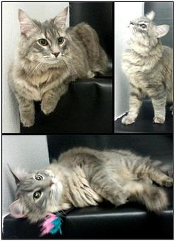 Product - Feline Fabulous in Plaza Midwood / Near CPCC - Charlotte, NC Pet Care Services