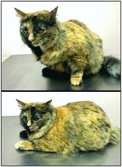 Product - Feline Fabulous in Plaza Midwood / Near CPCC - Charlotte, NC Pet Care Services