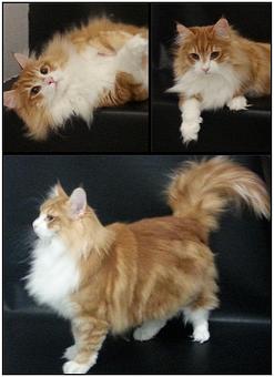 Product - Feline Fabulous in Plaza Midwood / Near CPCC - Charlotte, NC Pet Care Services