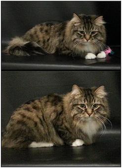 Product - Feline Fabulous in Plaza Midwood / Near CPCC - Charlotte, NC Pet Care Services