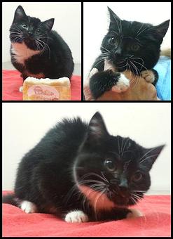 Product - Feline Fabulous in Plaza Midwood / Near CPCC - Charlotte, NC Pet Care Services