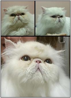 Product - Feline Fabulous in Plaza Midwood / Near CPCC - Charlotte, NC Pet Care Services