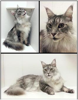 Product - Feline Fabulous in Plaza Midwood / Near CPCC - Charlotte, NC Pet Care Services