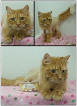 Product - Feline Fabulous in Plaza Midwood / Near CPCC - Charlotte, NC Pet Care Services