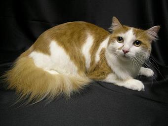 Product - Feline Fabulous in Plaza Midwood / Near CPCC - Charlotte, NC Pet Care Services