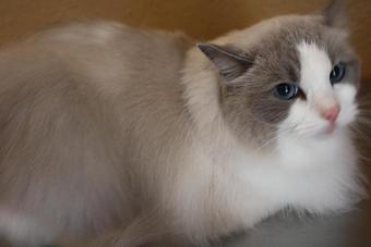 Product - Feline Fabulous in Plaza Midwood / Near CPCC - Charlotte, NC Pet Care Services