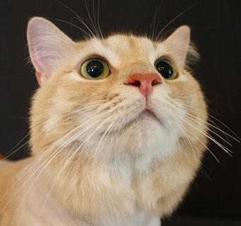 Product - Feline Fabulous in Plaza Midwood / Near CPCC - Charlotte, NC Pet Care Services