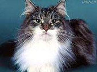 Product - Feline Fabulous in Plaza Midwood / Near CPCC - Charlotte, NC Pet Care Services