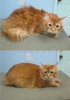 Product - Feline Fabulous in Plaza Midwood / Near CPCC - Charlotte, NC Pet Care Services