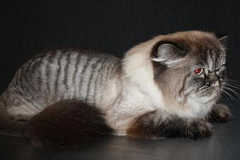 Product - Feline Fabulous in Plaza Midwood / Near CPCC - Charlotte, NC Pet Care Services